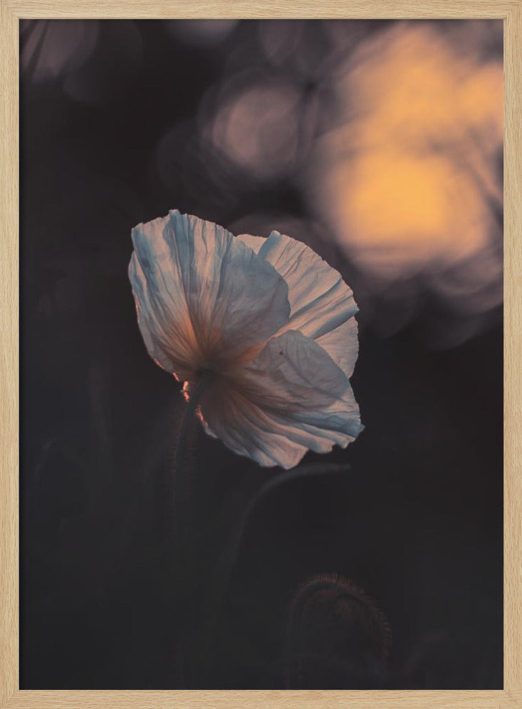 Last Ray | Poster