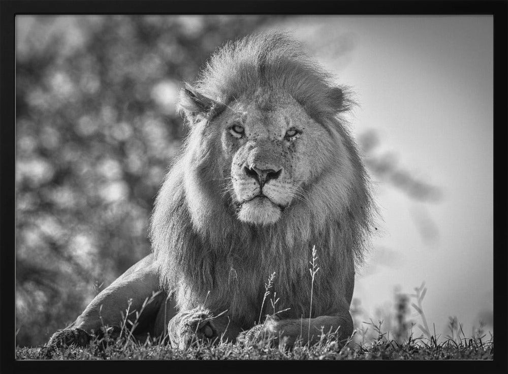 Monochromatische leeuwenkoning | Poster