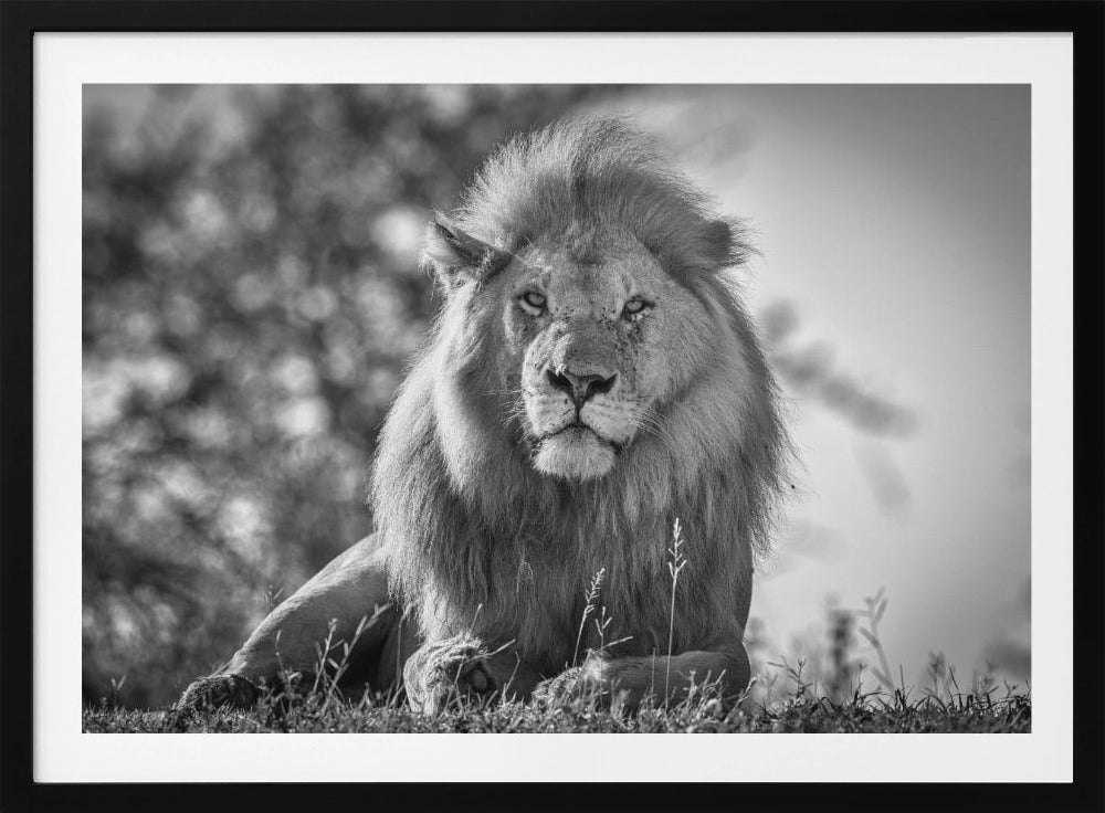 Monochromatische leeuwenkoning | Poster
