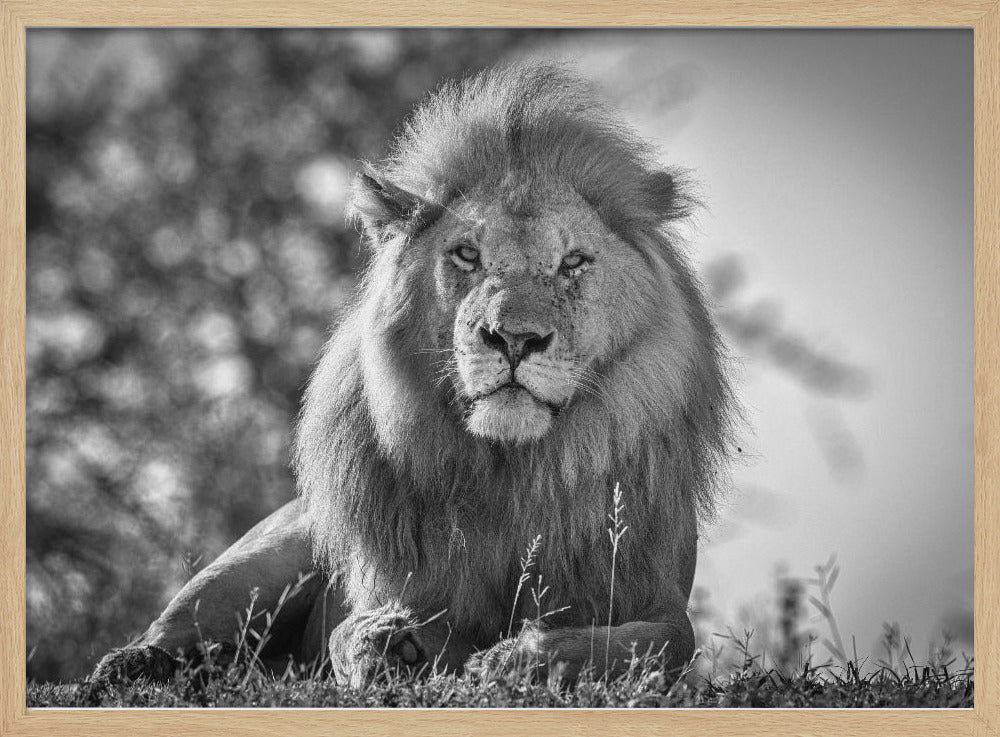 Monochromatische leeuwenkoning | Poster