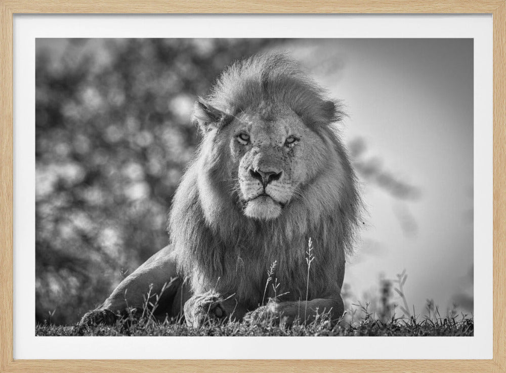 Monochromatische leeuwenkoning | Poster