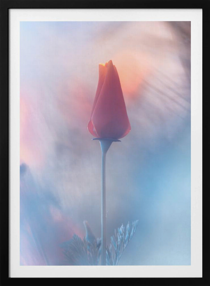 Douceur & Volupté | Poster