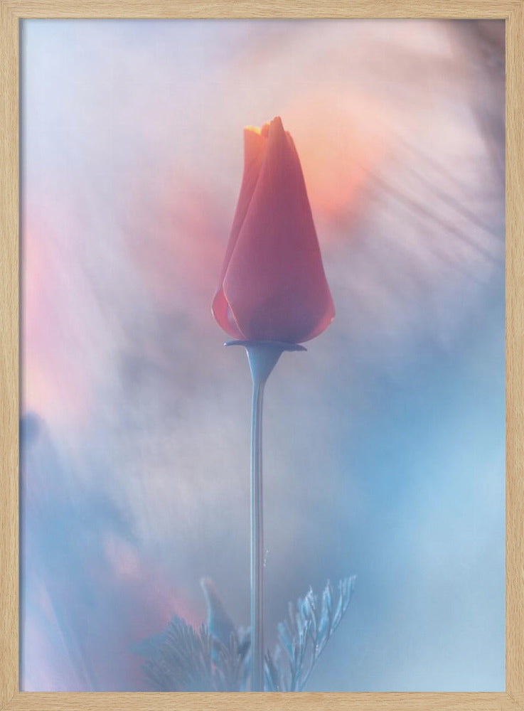 Douceur & Volupté | Poster
