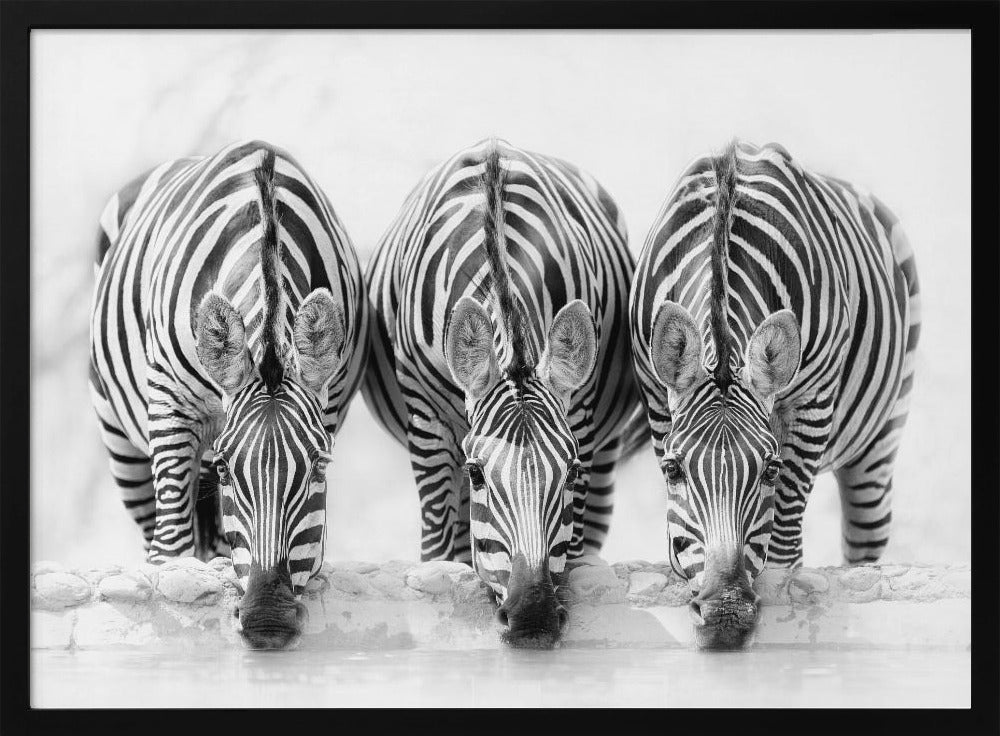Zebra's | Poster