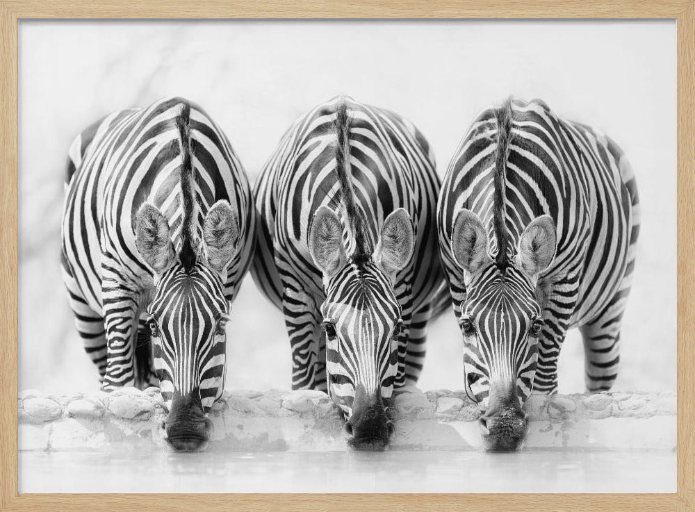 Zebra's | Poster