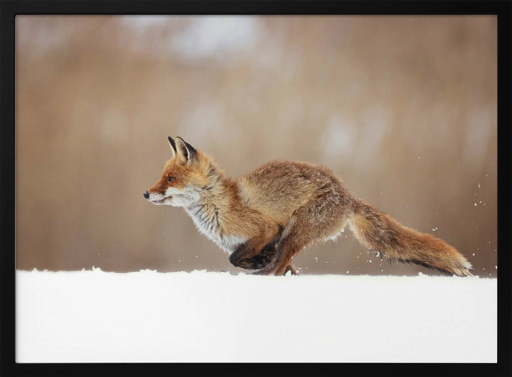 Red Fox | Poster