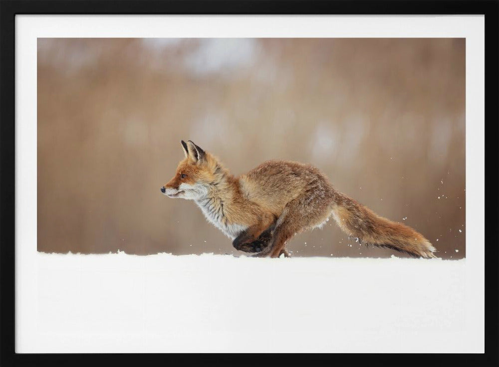 Red Fox | Poster