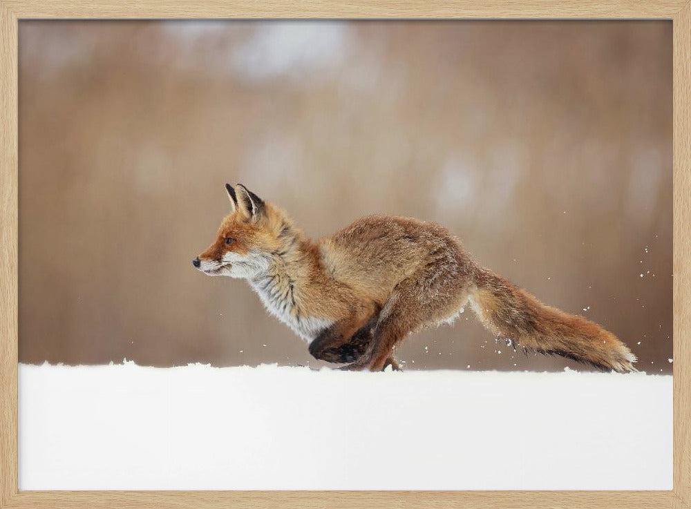 Red Fox | Poster