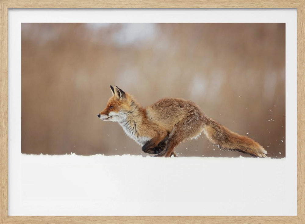 Red Fox | Poster