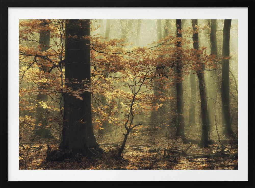 Zachte val | Poster