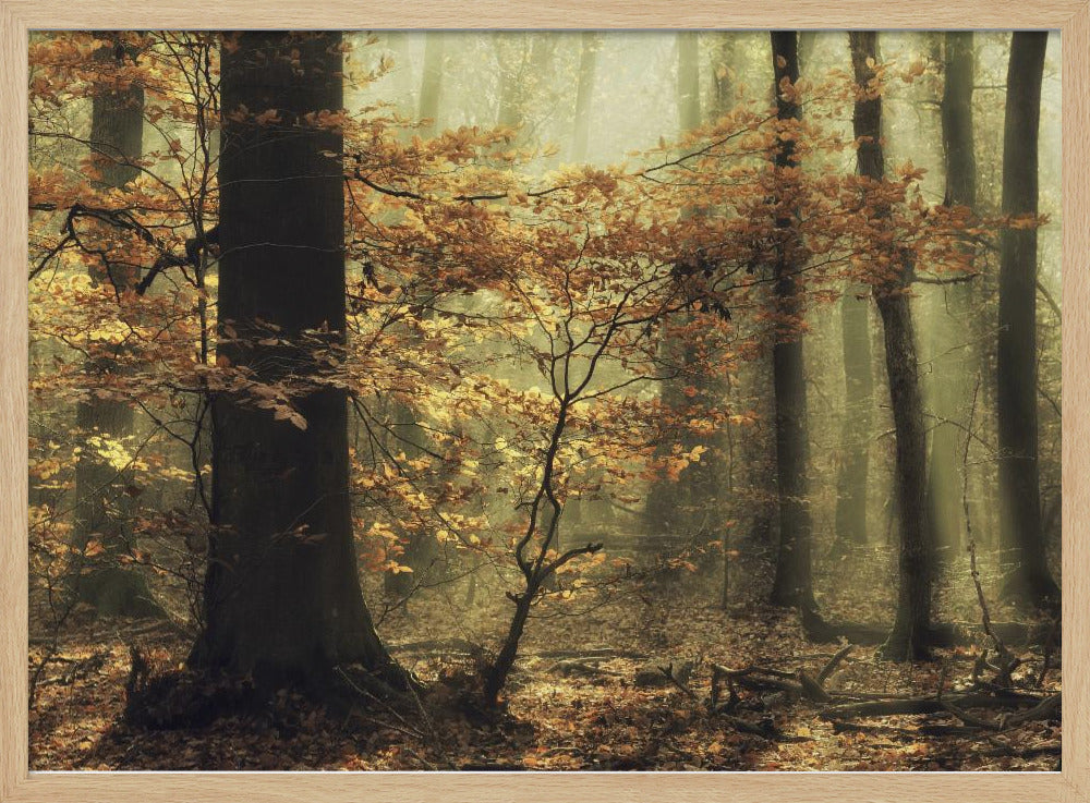 Soft fall | Poster