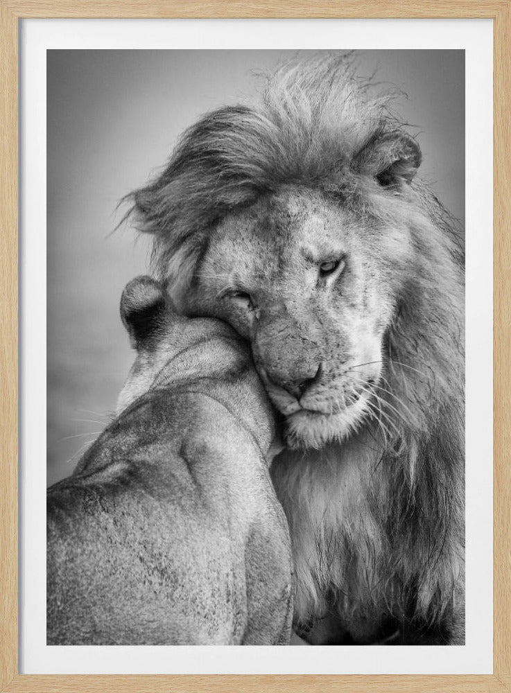 Afrikaanse liefde! | Poster