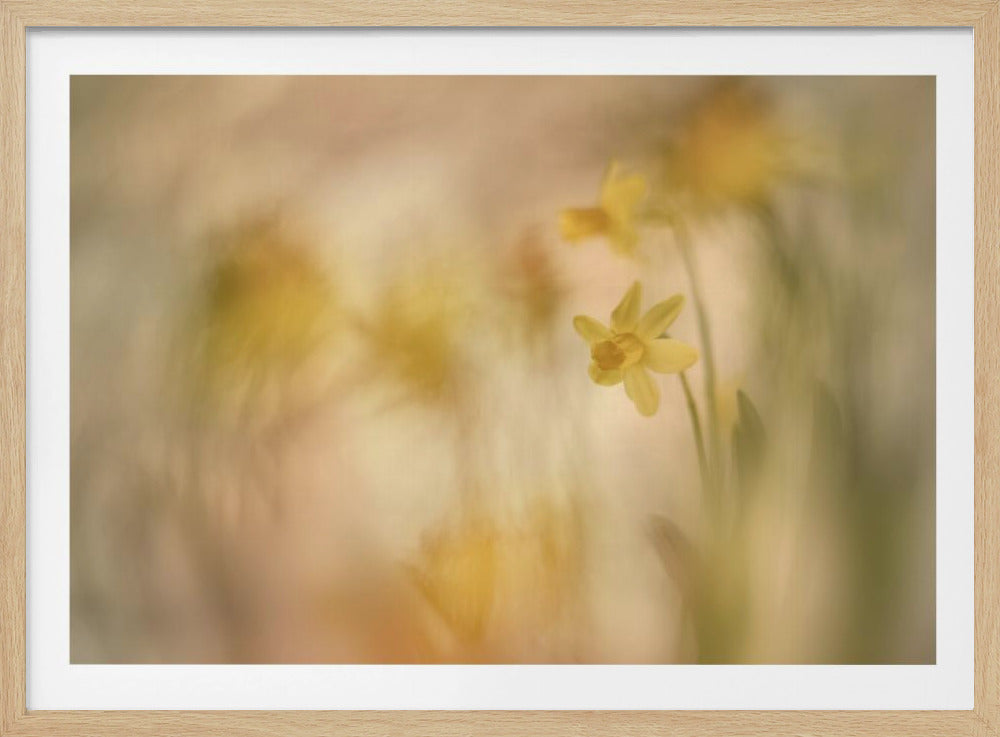 Narcissen | Poster
