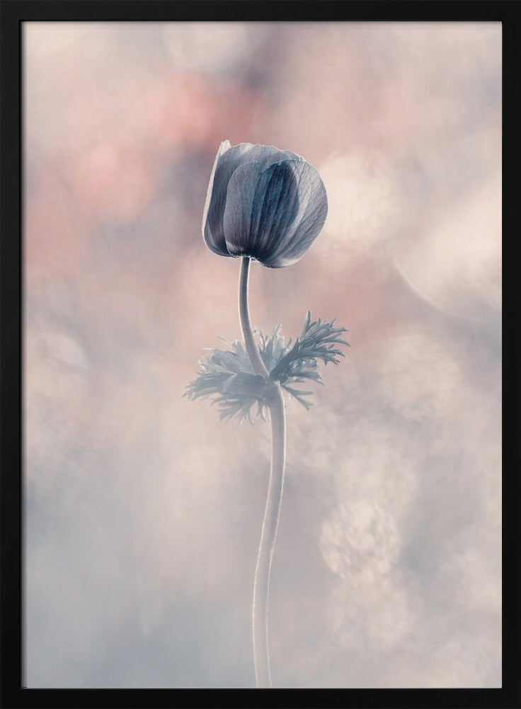 Soliste | Poster