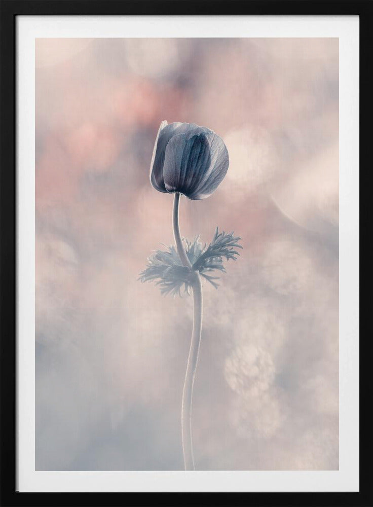 Soliste | Poster