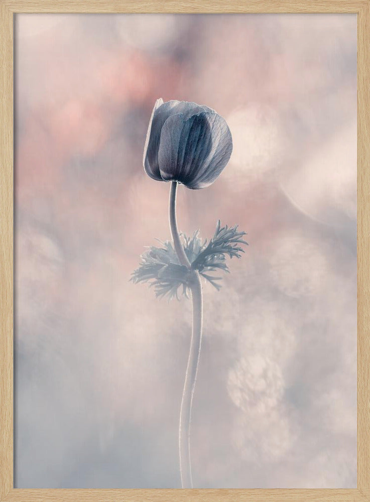 Soliste | Poster