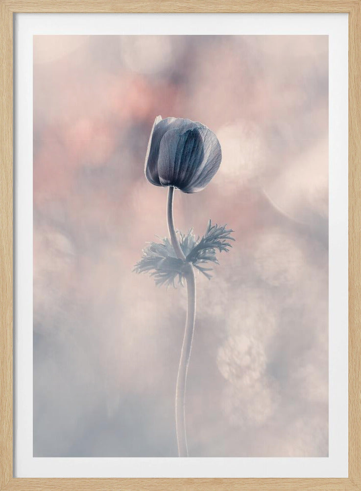Soliste | Poster