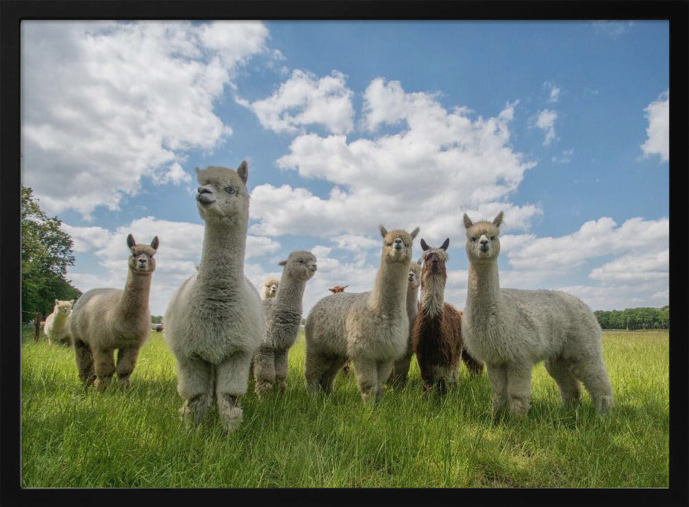 Stuur de Alpaca's op! | Poster