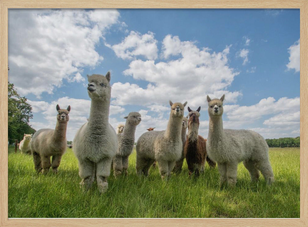Stuur de Alpaca's op! | Poster