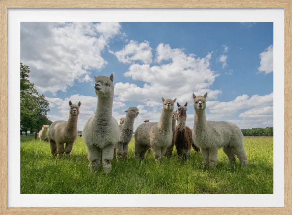 Stuur de Alpaca's op! | Poster