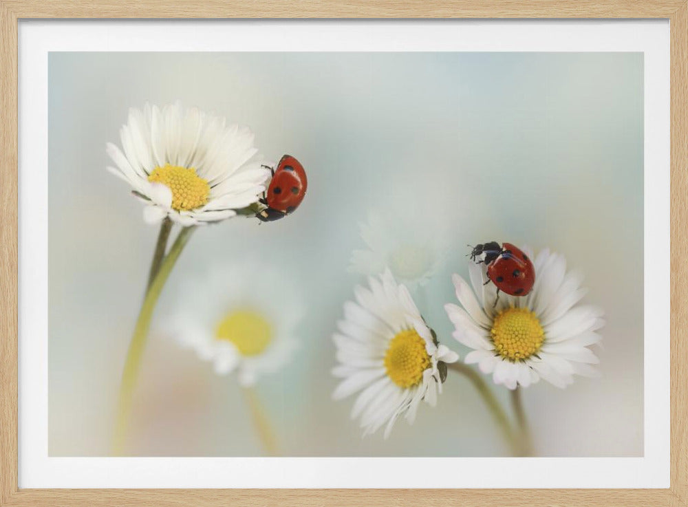 Lente.... | Poster
