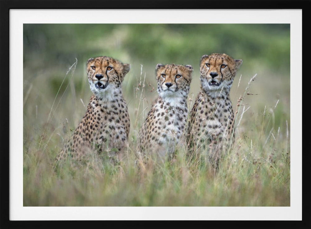 Cheetawelpen | Poster