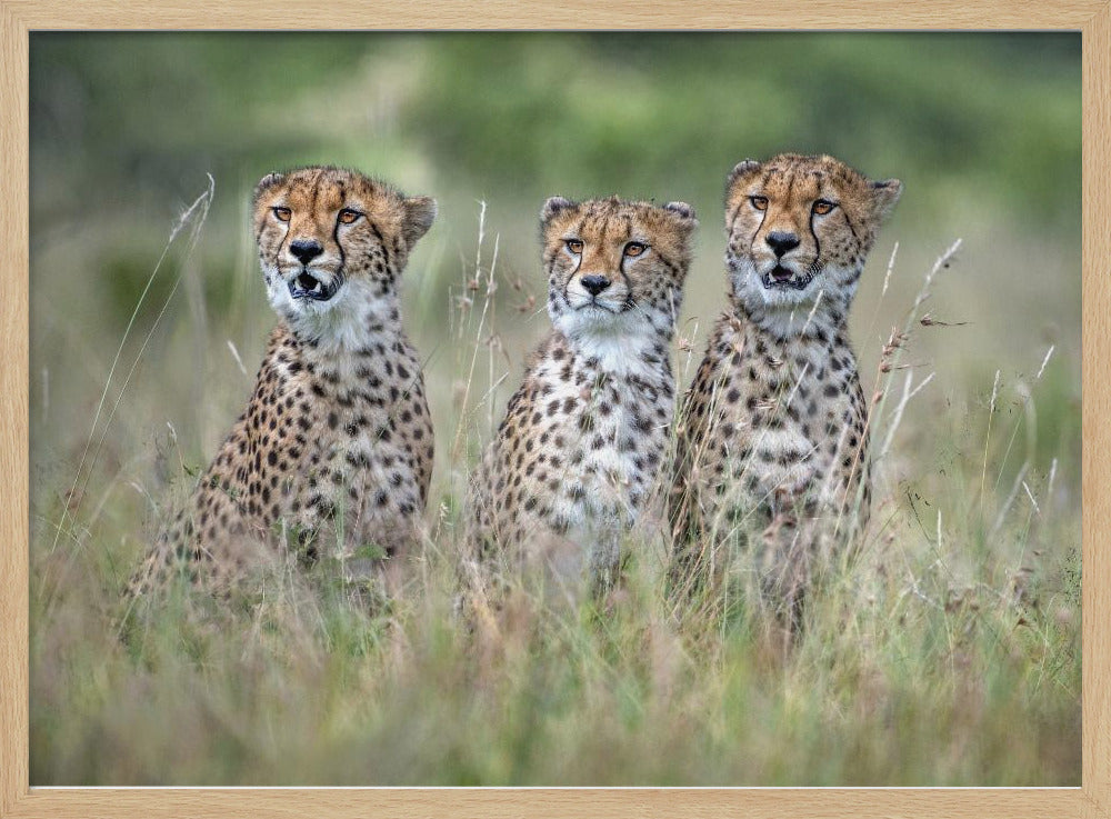 Cheetawelpen | Poster