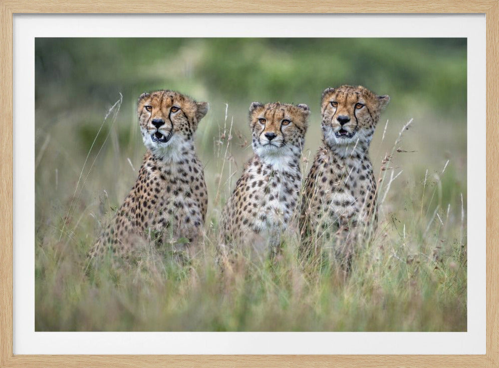 Cheetawelpen | Poster