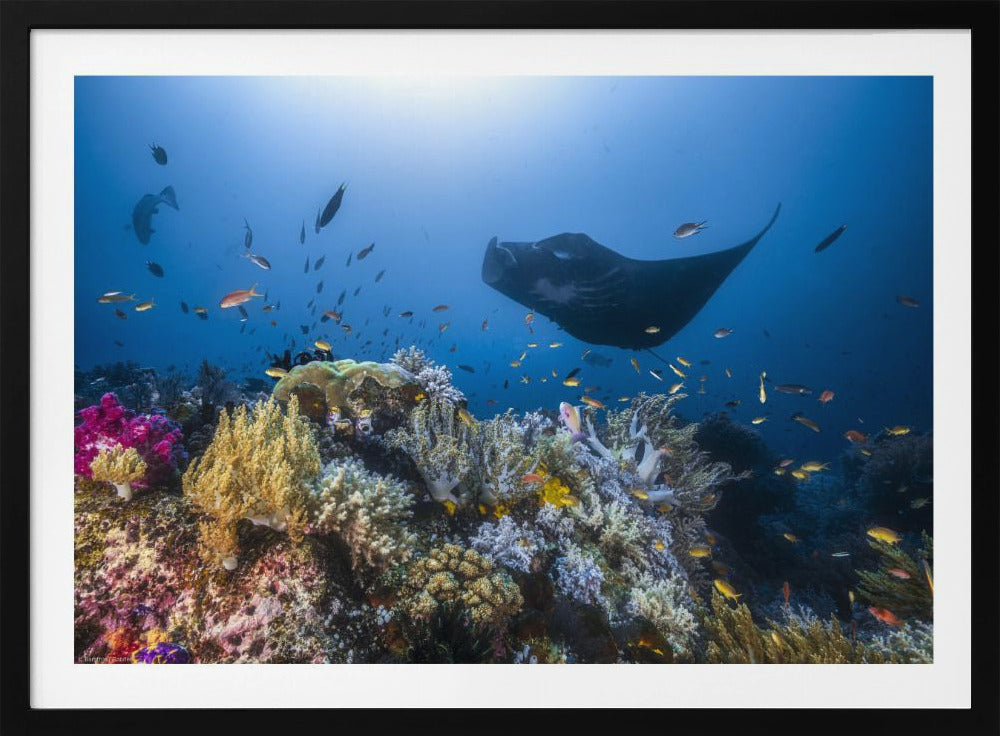 Manta-rif op het rif | Poster