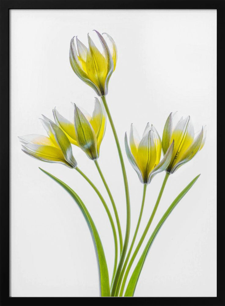 Tulp | Poster
