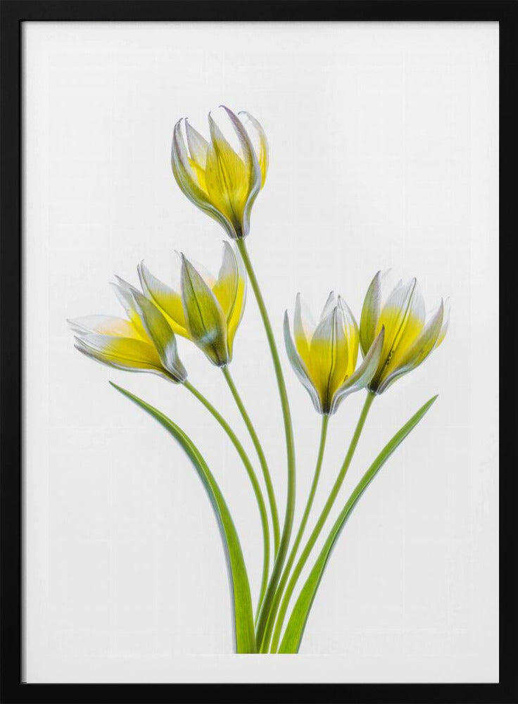 Tulp | Poster