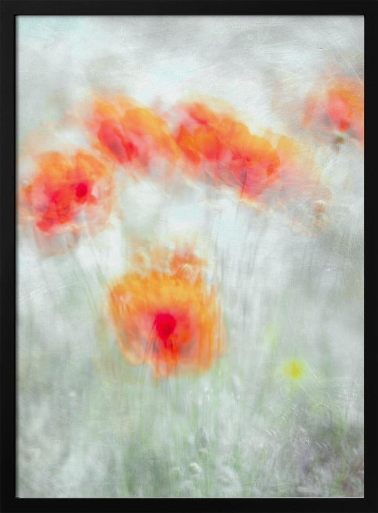 Rode korenbloemen | Poster