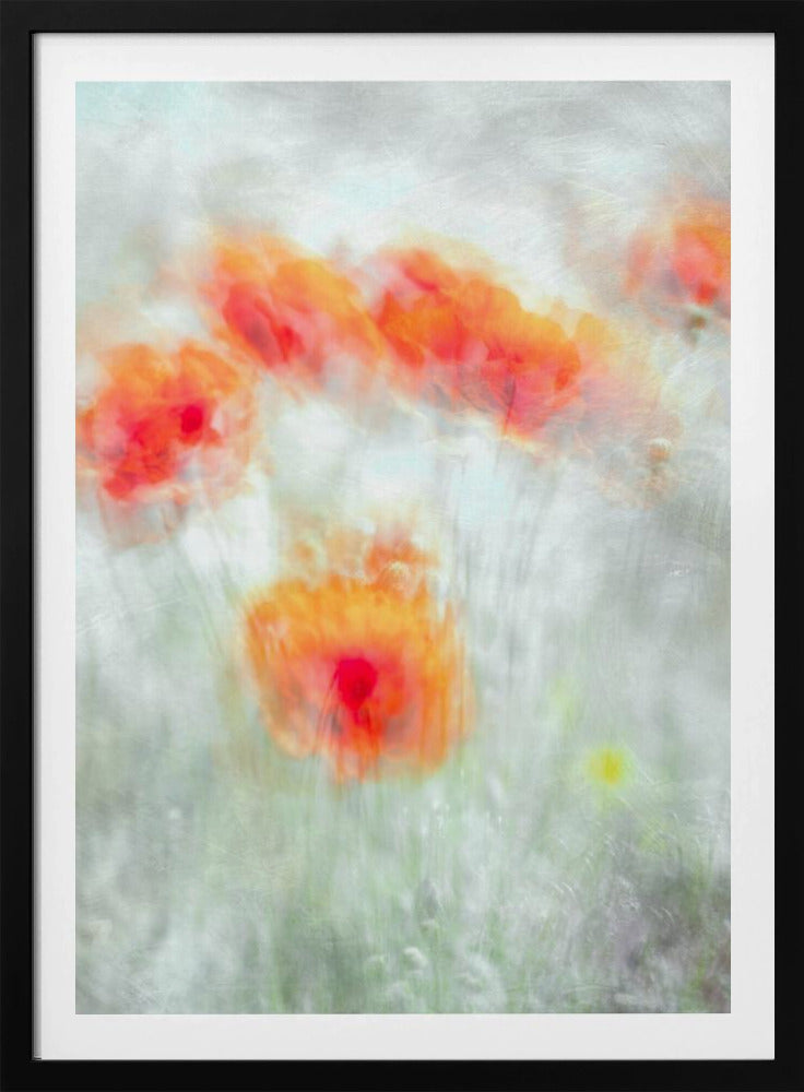Rode korenbloemen | Poster