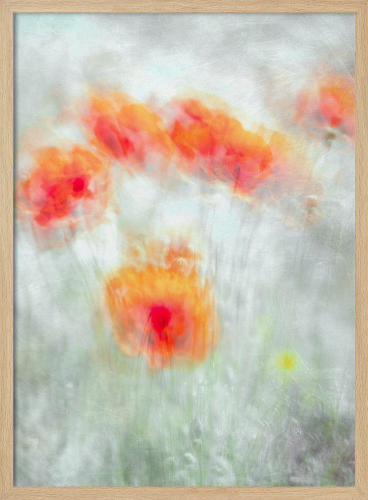 Rode korenbloemen | Poster