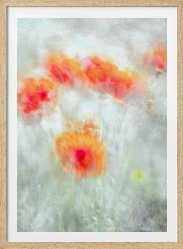 Rode korenbloemen | Poster