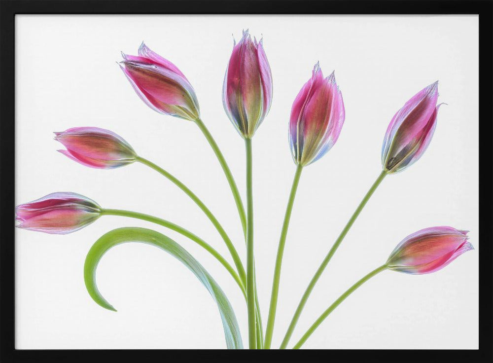 Tulp | Poster