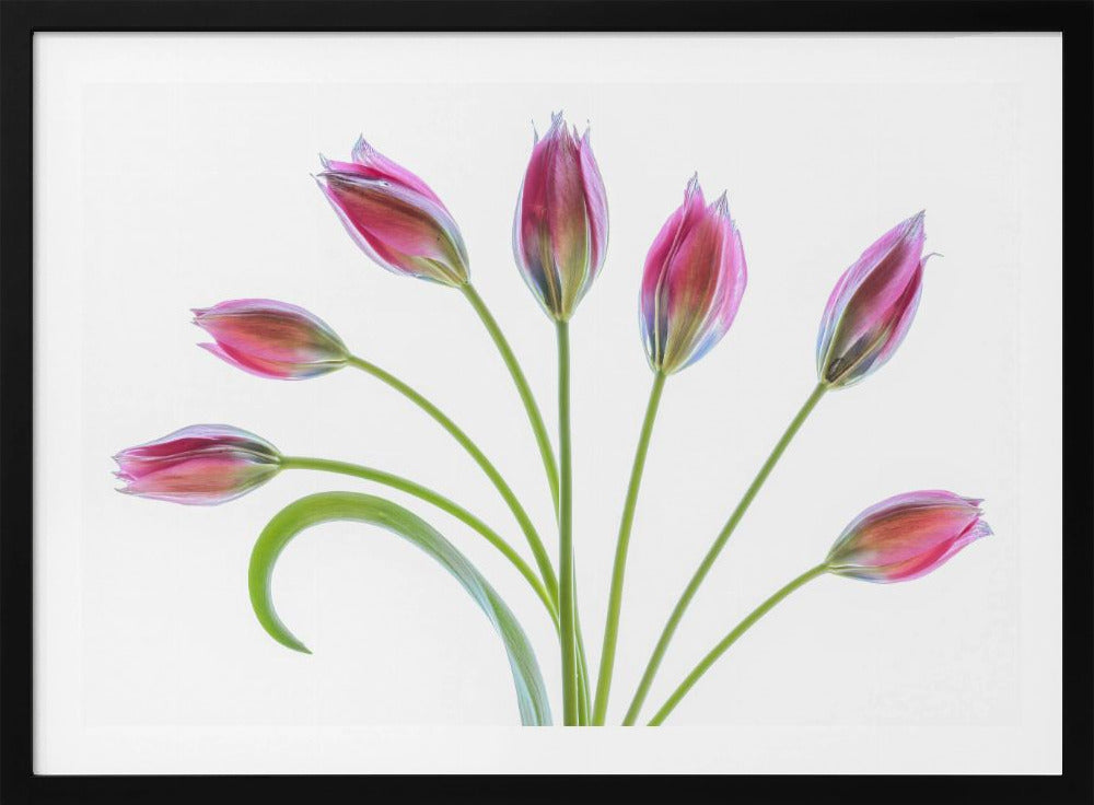 Tulp | Poster