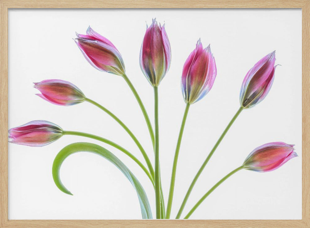 Tulp | Poster
