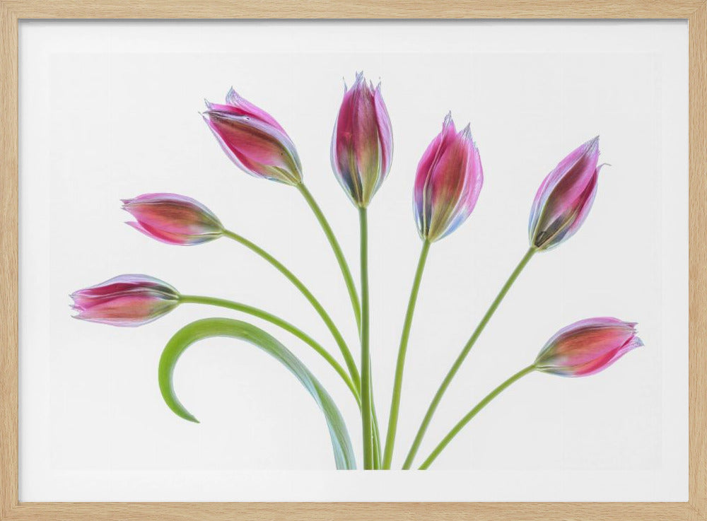 Tulp | Poster