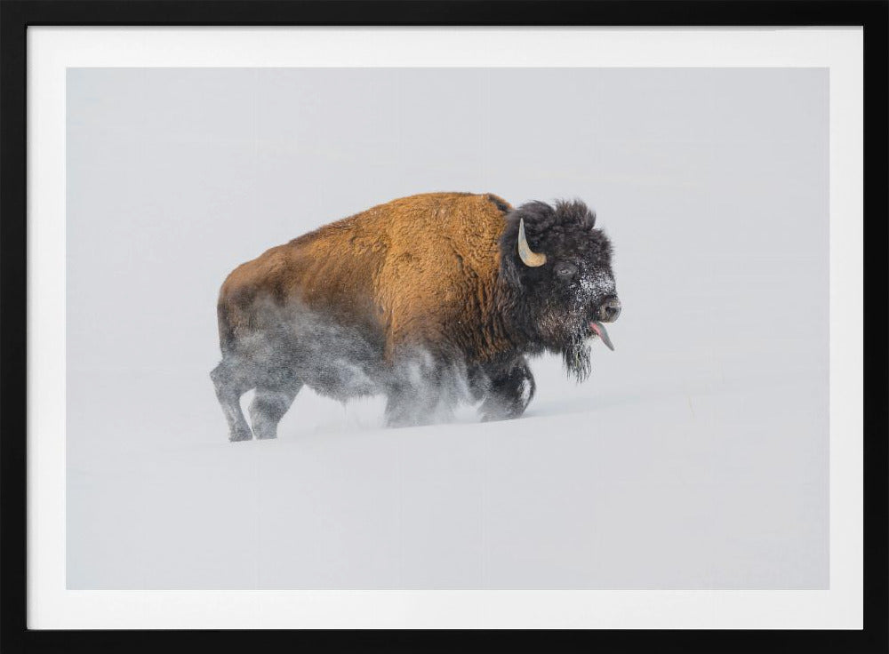 Bizon in de sneeuw | Poster