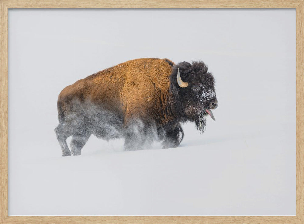 Bizon in de sneeuw | Poster