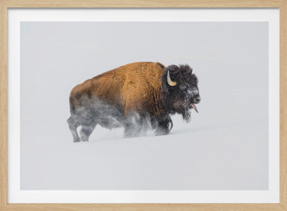 Bizon in de sneeuw | Poster