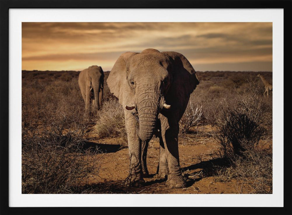 Grote | Poster