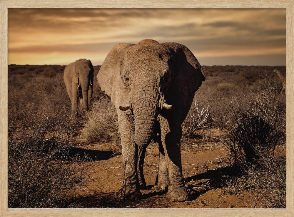 Grote | Poster