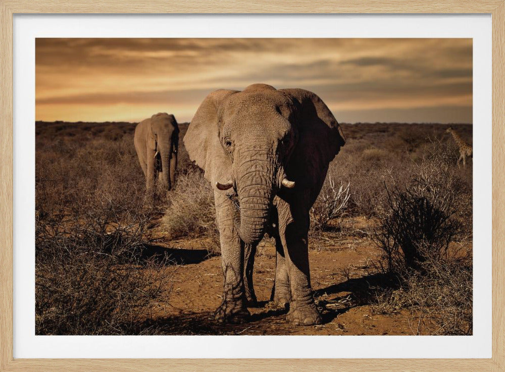 Grote | Poster