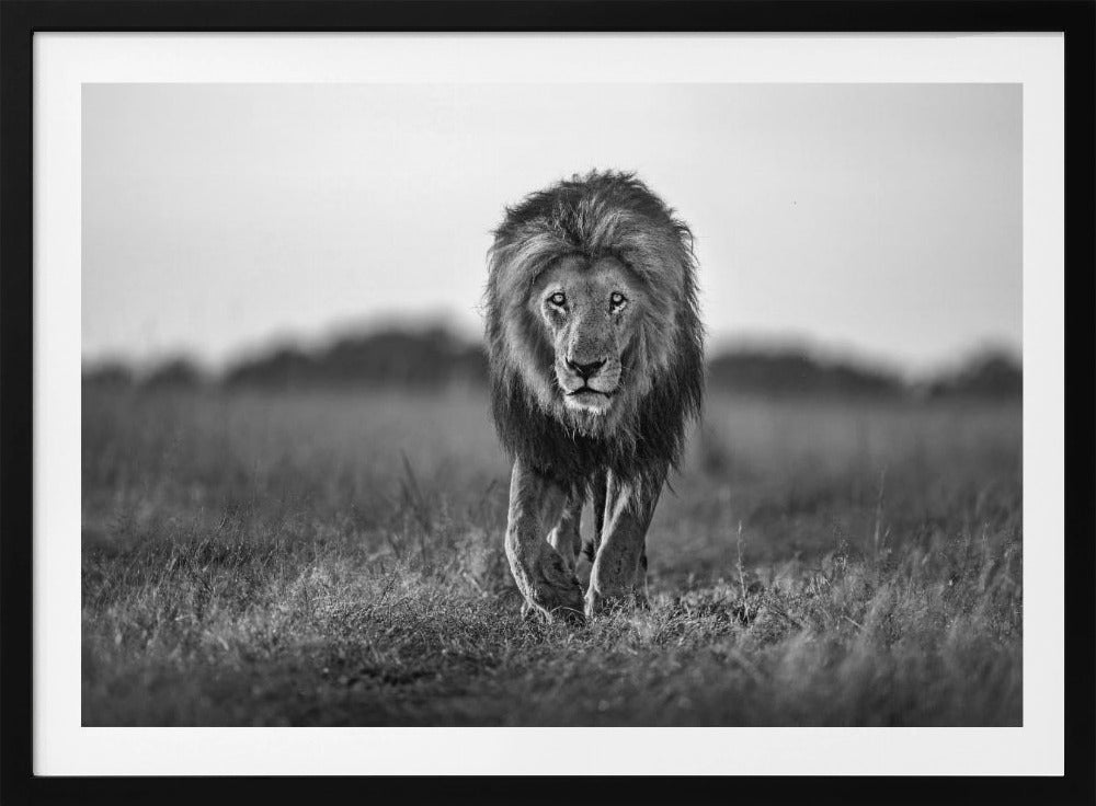 Oude jongen | Poster
