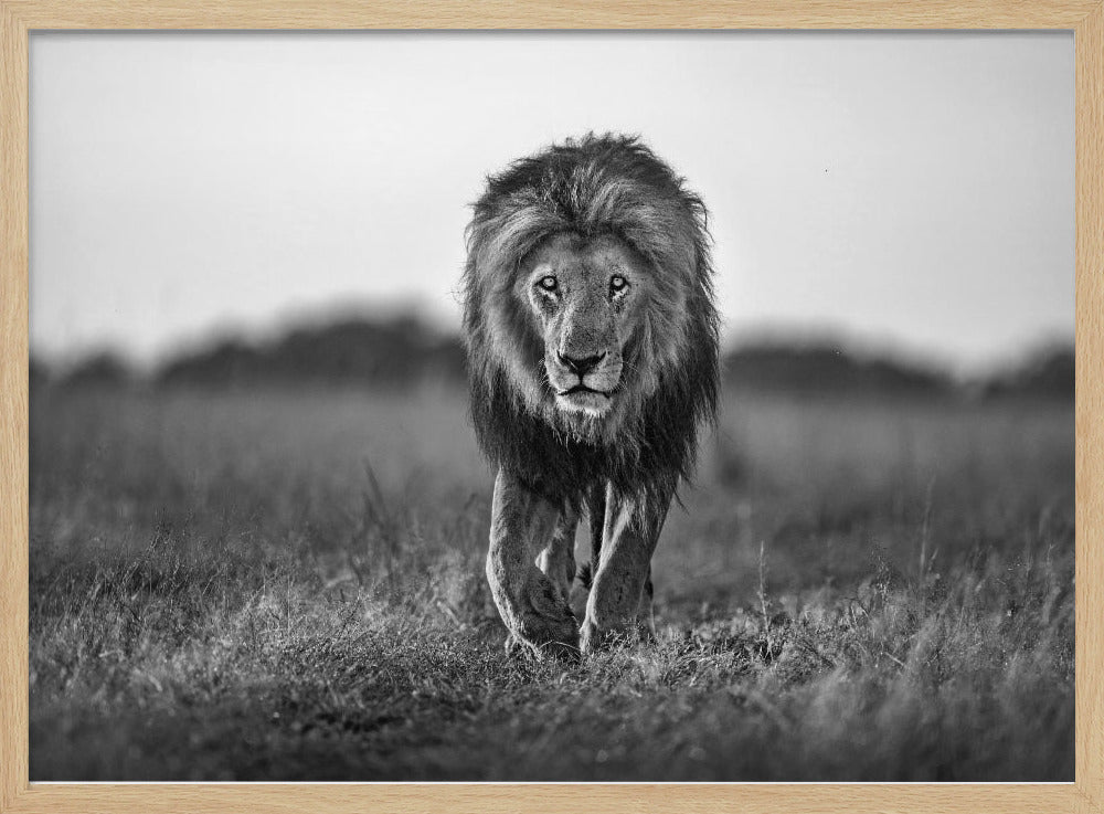 Oude jongen | Poster