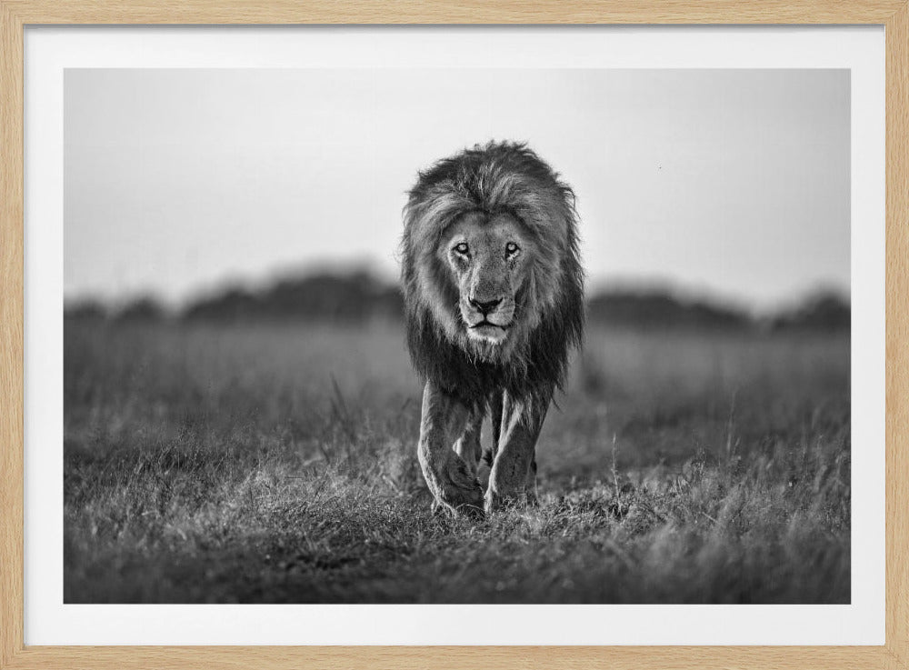 Oude jongen | Poster