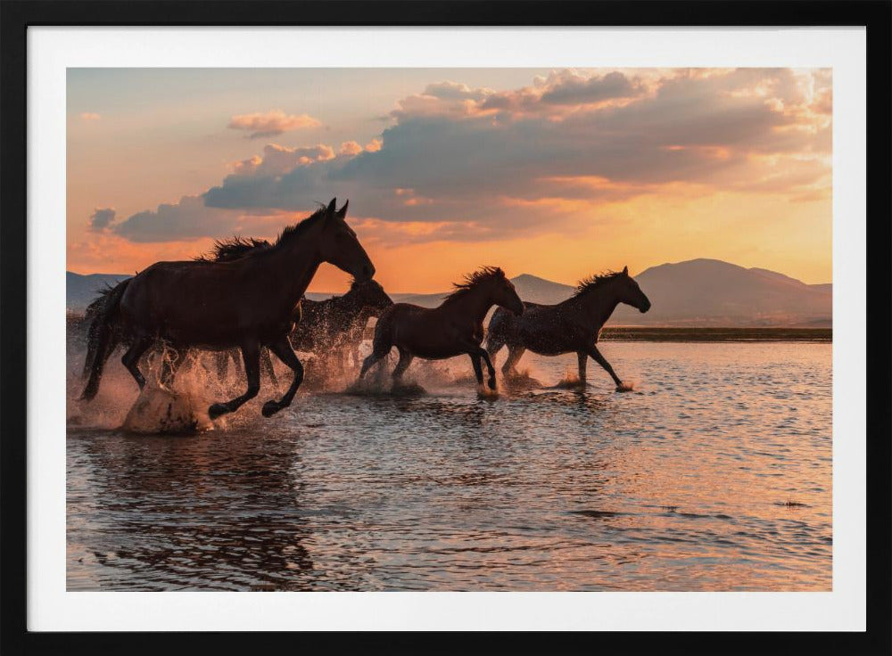 WATERPAARDEN | Poster