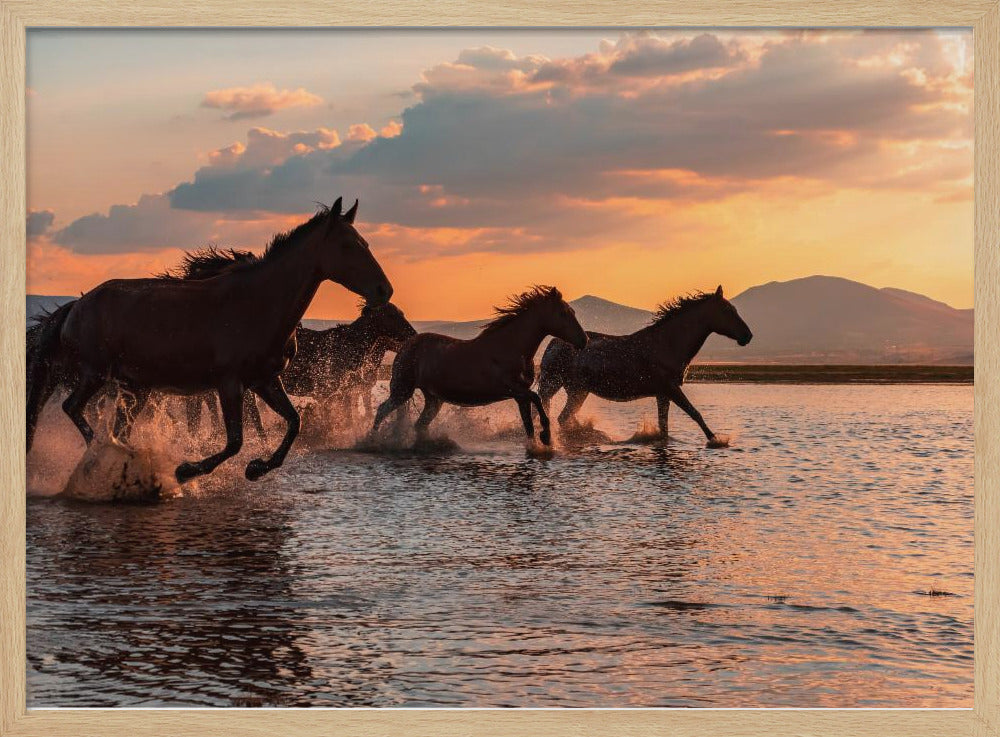 WATERPAARDEN | Poster